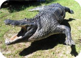 View Alligator-n-Babies-15-feet-632