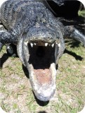 View Alligator-n-Babies-15-feet-633