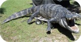 View Alligator-n-Babies-15-feet-636
