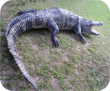 View Alligator-n-Babies-Huge-15-feet-575