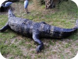 View Alligator-n-Babies-Huge-15-feet-576