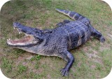 View Alligator-n-Babies-Huge-15-feet-577