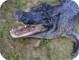 View Alligator-n-Babies-Huge-15-feet-578