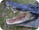 View Alligator-n-Babies-Huge-15-feet-579