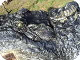 View Alligator-n-Babies-Huge-15-feet-591