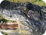 View Alligator-n-Babies-Huge-15-feet-592