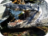View Alligator-n-Babies-Huge-15-feet-609