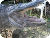 View Alligator-n-Babies-Huge-15-feet-610