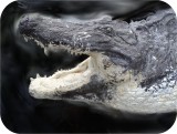 Alligator N Babies Huge 15 Feet 81