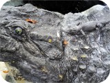 View Alligator-n-Babies-Huge-15-feet-82