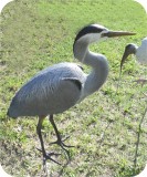 View Great-Blue-Herons-custom-534