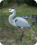 View Great-Blue-Herons-custom-583