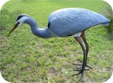 View Great-Blue-Herons-custom-586