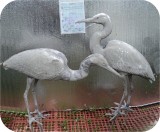 View Great-Blue-Herons-custom79