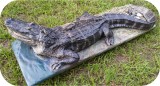 View Alligator-Nest-7ft-112