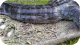 View Alligator-Nest-7ft-118