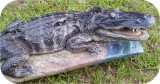 View Alligator-Nest-7ft-121