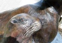Sea Lion Mom And Baby 394