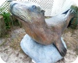 Sea_Lion_Rhoda-Playground