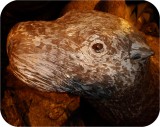 Sea Lion Rhoda Playground COATED 361