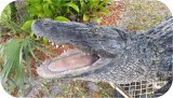 View 8ft-Alligator-open-520