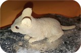 View Beach-Mouse-carve-528