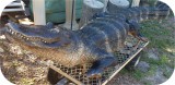 View Alligator-8ft-356