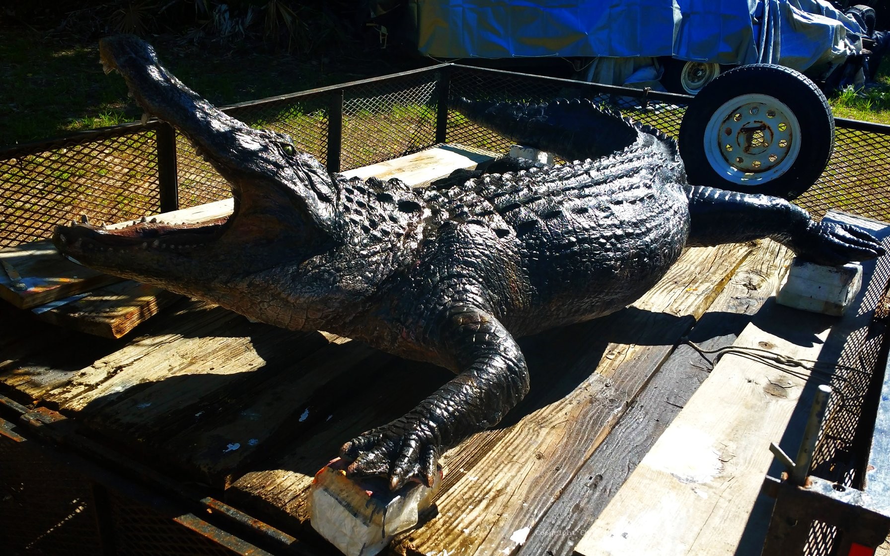 Alligator 14ft 148
