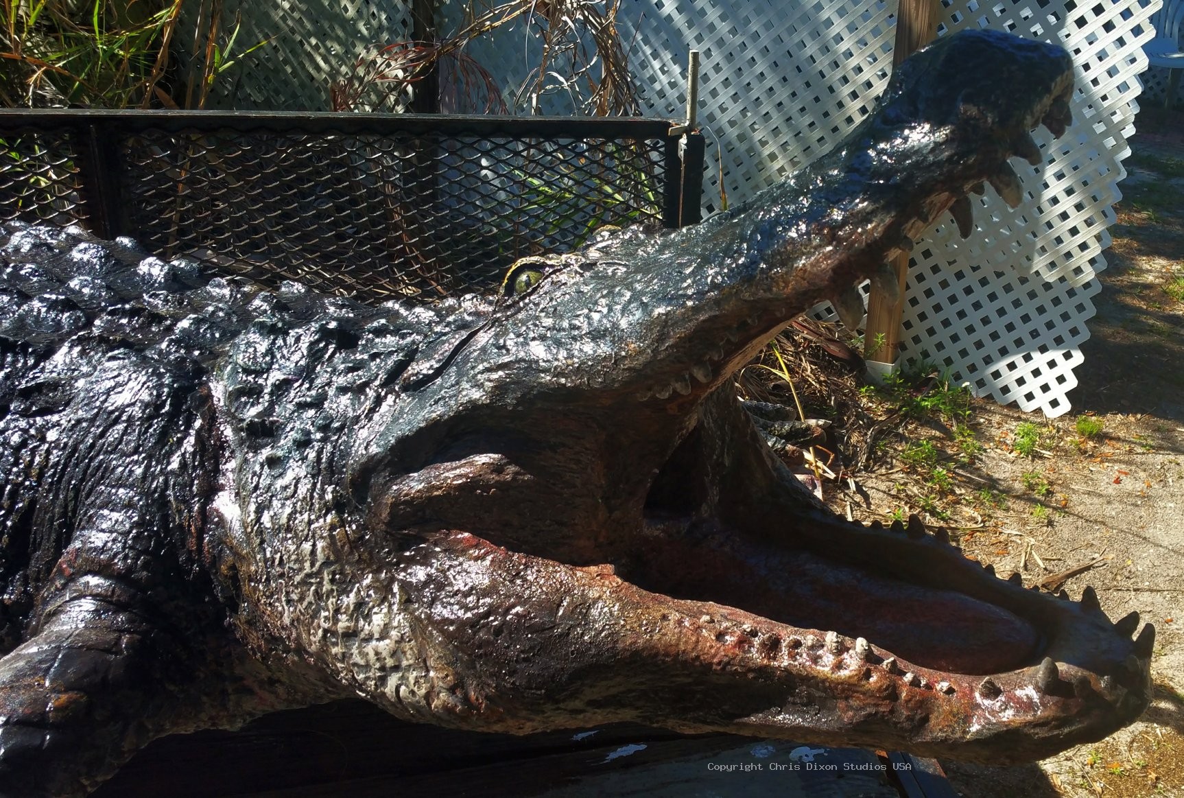 Alligator 14ft 218