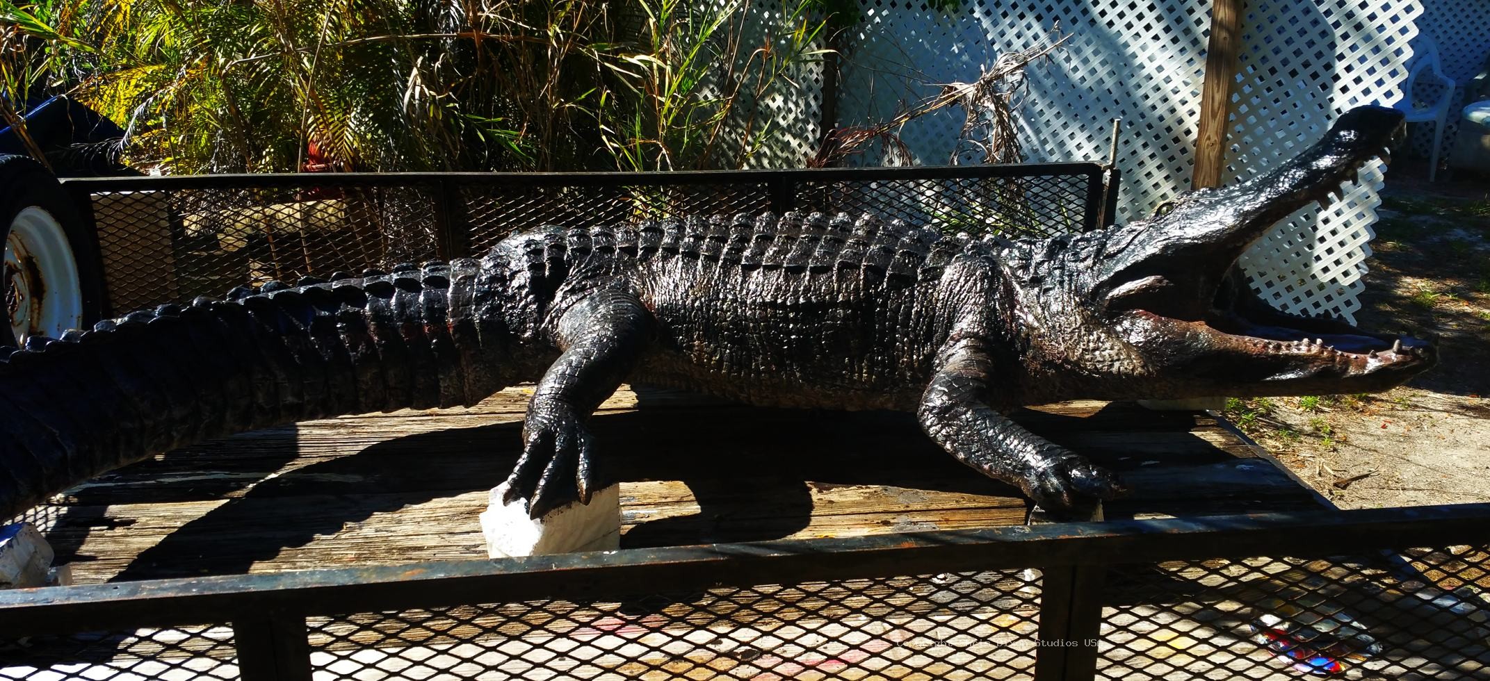 Alligator 14ft 220