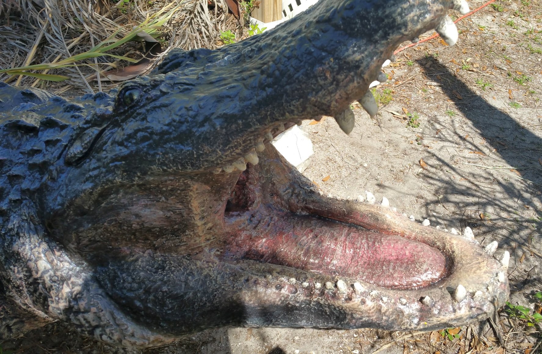 Alligator 14ft 855