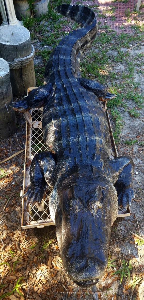 Alligator 8ft 131