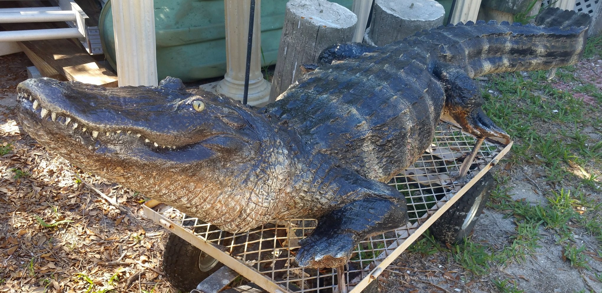 Alligator 8ft 356