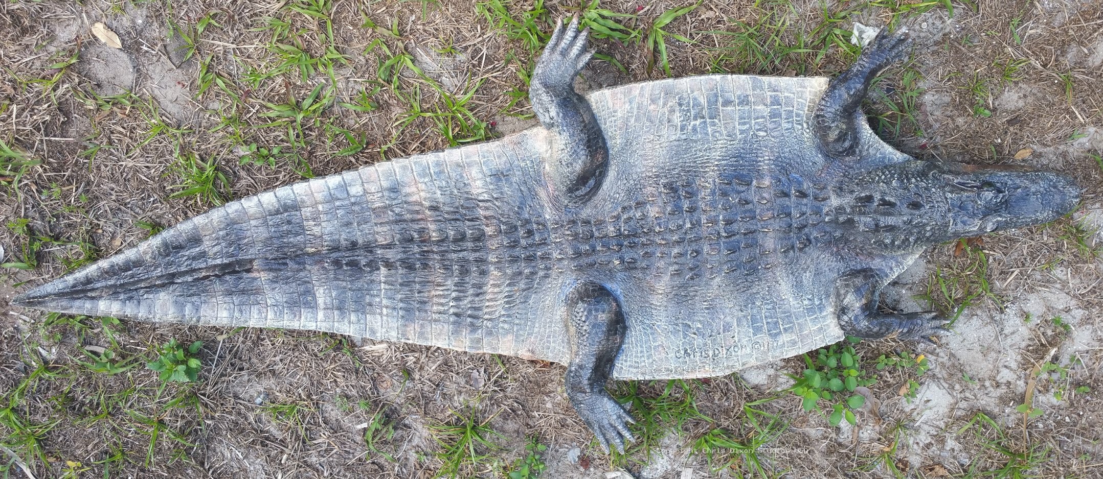 Alligator Skin 64in 009
