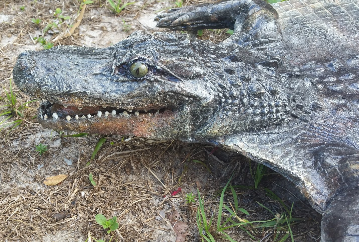 Alligator Skin 64in 019