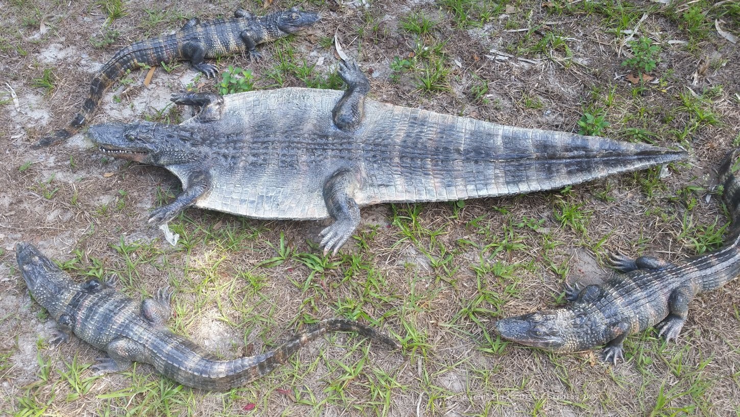 Alligator Skin 64in 143