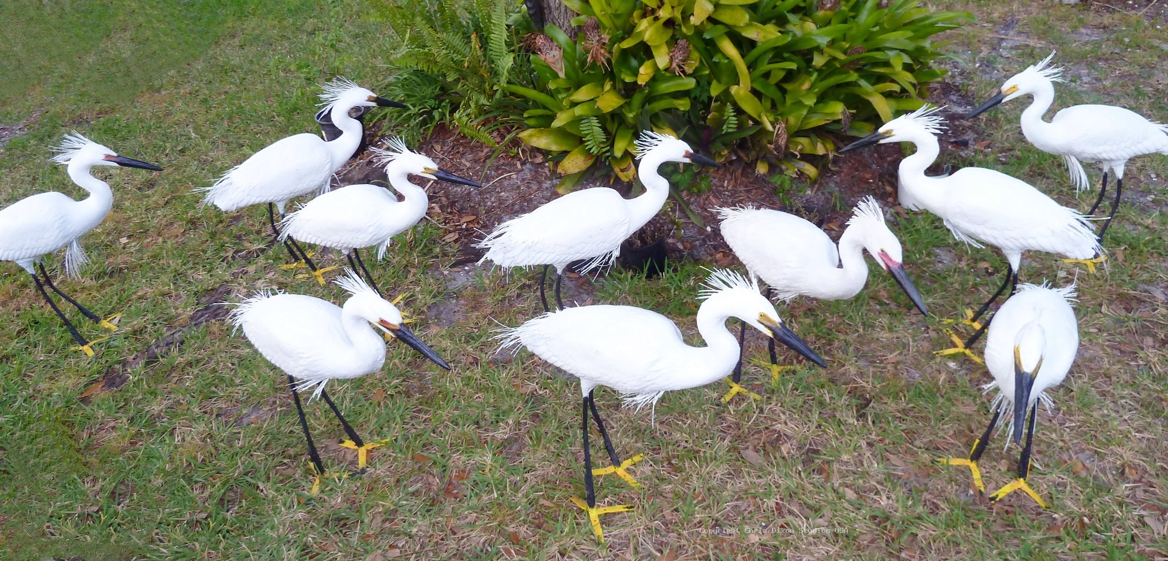 Snowy Egret Decoys 128