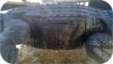 View Alligator-8ft-Ani-601 104539