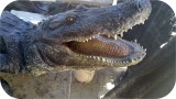 View Alligator-8ft-Ani-601 104644