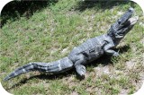 View Alligator-8ft-Ani-664