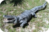 View Alligator-8ft-Ani-667
