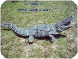 View Alligator-8ft-Ani-672