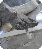 View Alligator-8ft-Tail-Ani-71