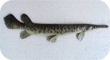 View Gar-fish-18in-154