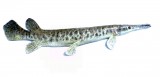 View Gar-fish-18in-155