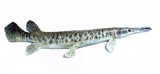 View Gar-fish-18in-156
