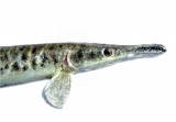 View Gar-fish-18in-157