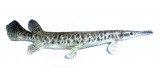 View Gar-fish-18in-158