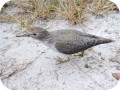 View Spotted Sandpiper 846
