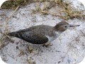 View Spotted Sandpiper 848
